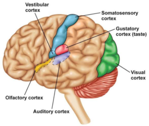 the representation of body parts in somatosensory cortex is