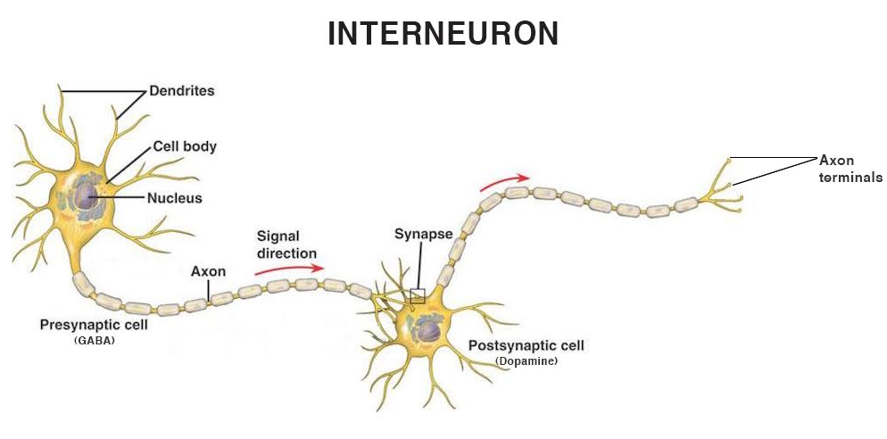 Interneurons