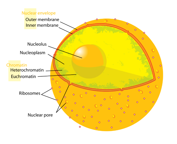 Nucleolus structure & location