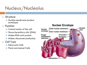 nucleolus nucleus studyqueries nucleoplasm eukaryotic organelle