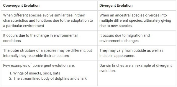 Difference Between Convergent and Divergent Evolution