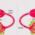 Open vs Closed Circulatory System: Differences, Examples & More