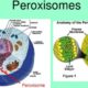 Peroxisomes: Definition; Structure; Functions; Enzymes & More