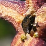 Starfish Eating Secrets: Process, Stomach, Foods, Body Structure & More