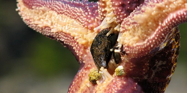 Starfish Eating Mussel