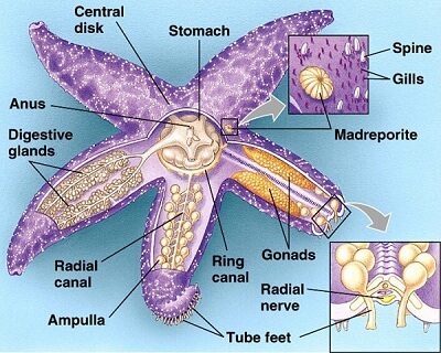 Starfish Stomach Structure