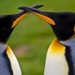 Where do Penguins Live?: Habitats, Types, Foods, Breeding & More