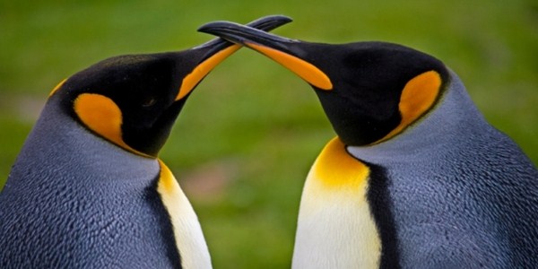 Where do Penguins Live