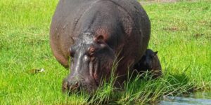 hippos diets adaptations