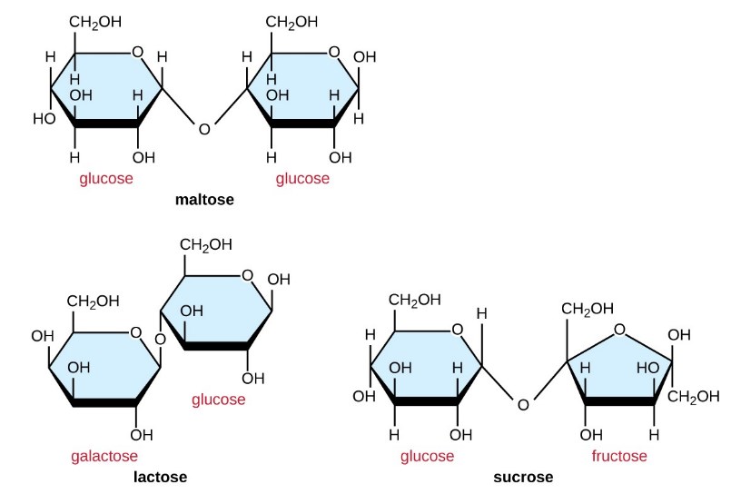 Disaccharides Made From Monosaccharides