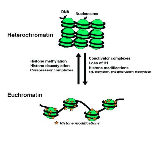 Heterochromatin And Euchromatin