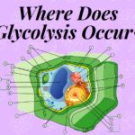 Where Does Glycolysis Occur?: Functions, Pathways And Products