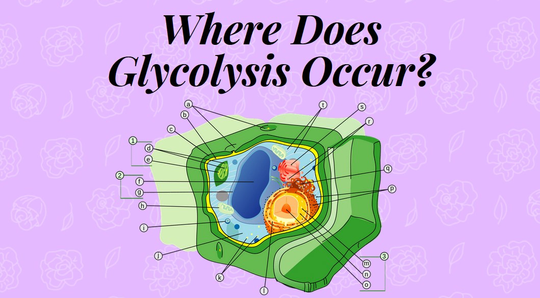 Where Does Glycolysis Occur