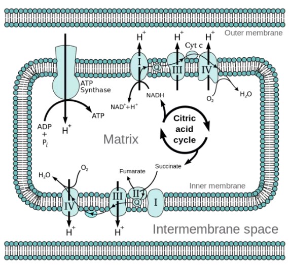 A Chemiosmotic Coupling Model In The Mitochondrion
