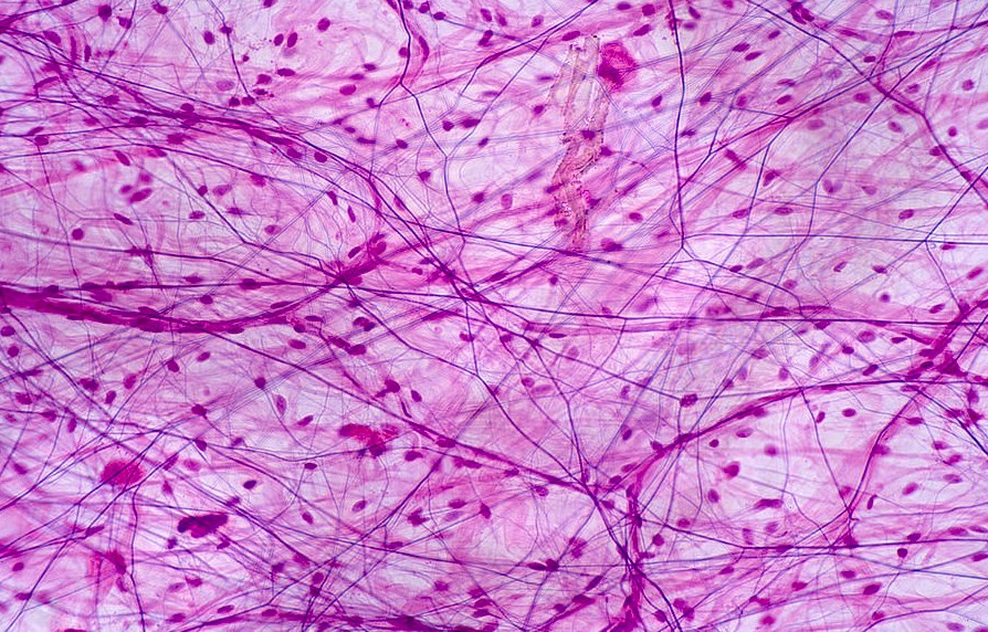 Areolar Connective Tissue
