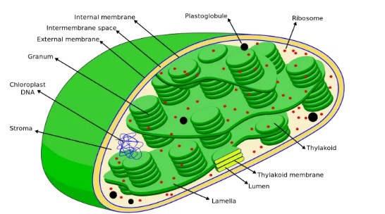 Chemiosmosis In Chloroplasts