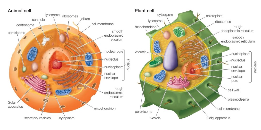 Do Plant Cells Have Centrioles