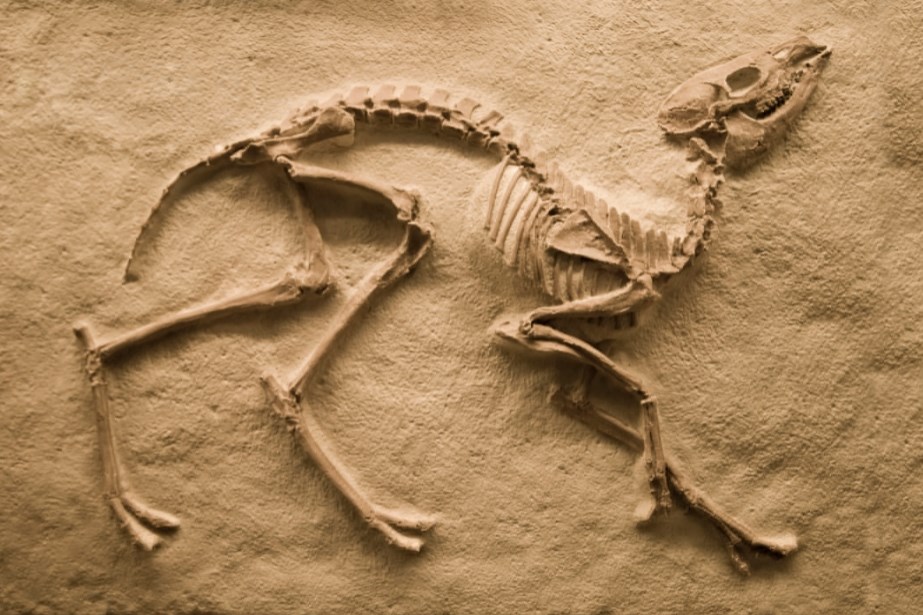Body Fossils