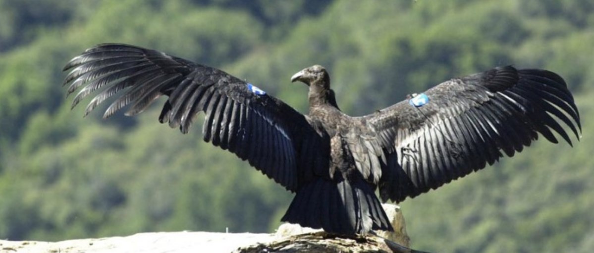 A California Condor Perched On A Cliff's Edge. Its Wings Are Extended In Preparation For Flight.