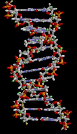 All Molecules, Including This Dna Molecule, Are Composed Of Atoms.