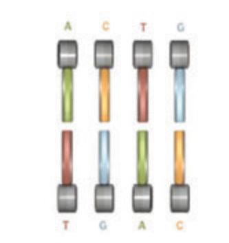 Each Nucleotide Has An Affinity For Its Partner. A Pairs With T, And C Pairs With G.