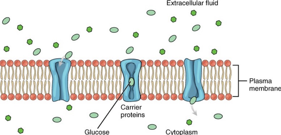 Glucose Molecules Use Facilitated Diffusion To Move Down A Concentration Gradient Through The Carrier Protein Channels In The Membrane.