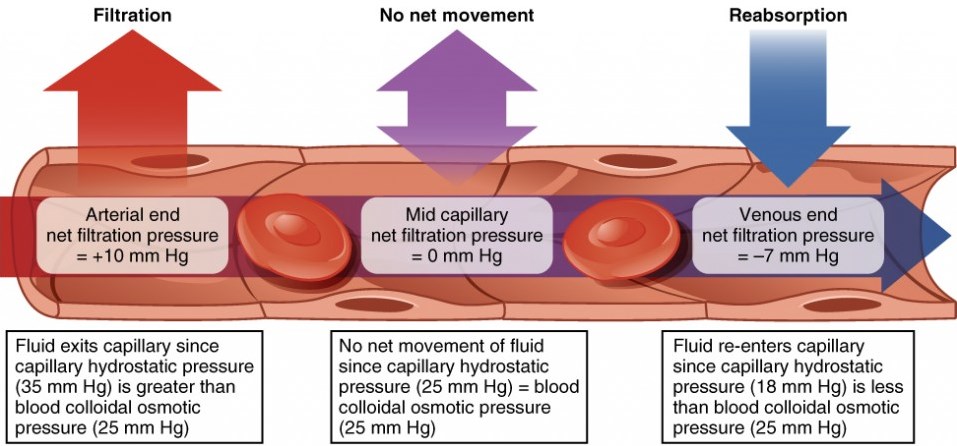 Net Filtration Occurs Near The Arterial End Of The Capillary Since Capillary Hydrostatic Pressure (Chp) Is Greater Than Blood Colloidal Osmotic Pressure (Bcop).