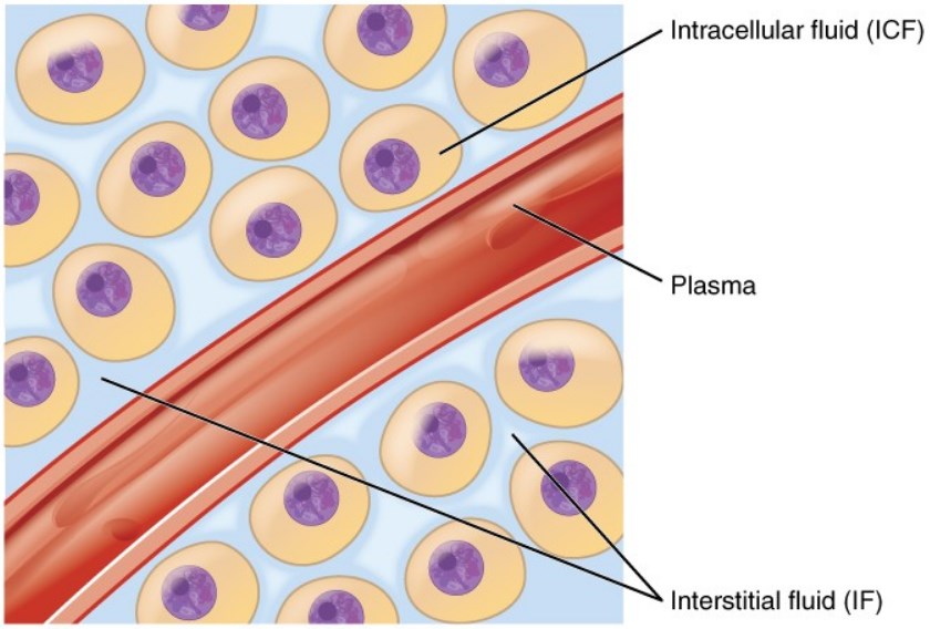 The Intracellular Fluid (Icf) Is The Fluid Within Cells.
