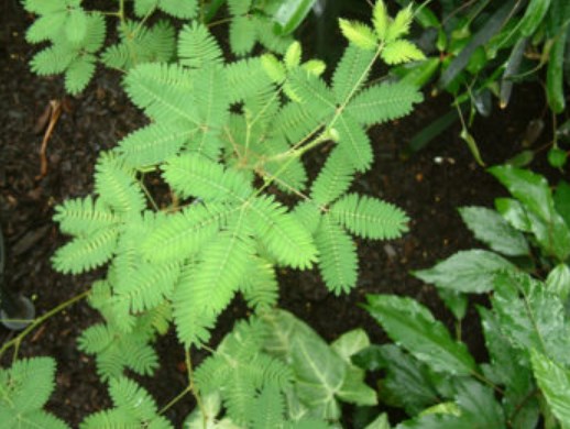 The Leaves Of This Sensitive Plant (Mimosa Pudica) Will Instantly Droop And Fold When Touched. After A Few Minutes, The Plant Returns To Normal.