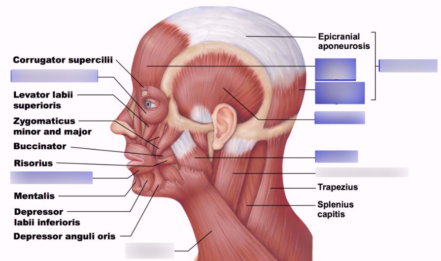 Frontalis Muscle- Origin And Insertion